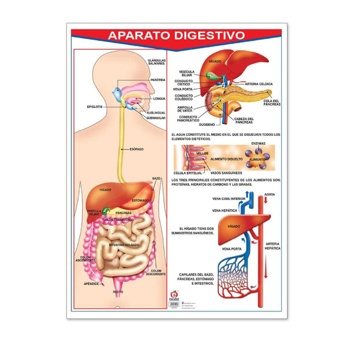 Póster Aparato Digestivo