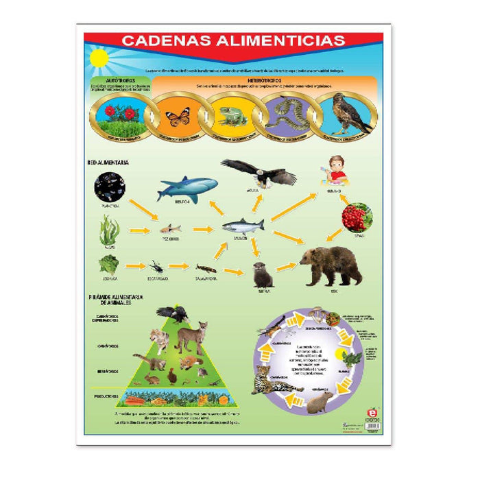 Póster Cadenas Alimenticias