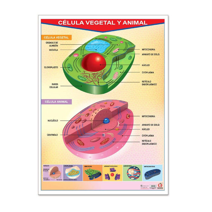 Póster Célula Vegetal Y Animal