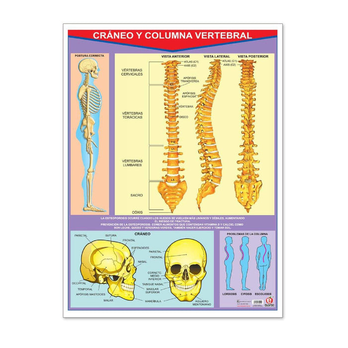 Póster Cráneo Y Columna Vertebral