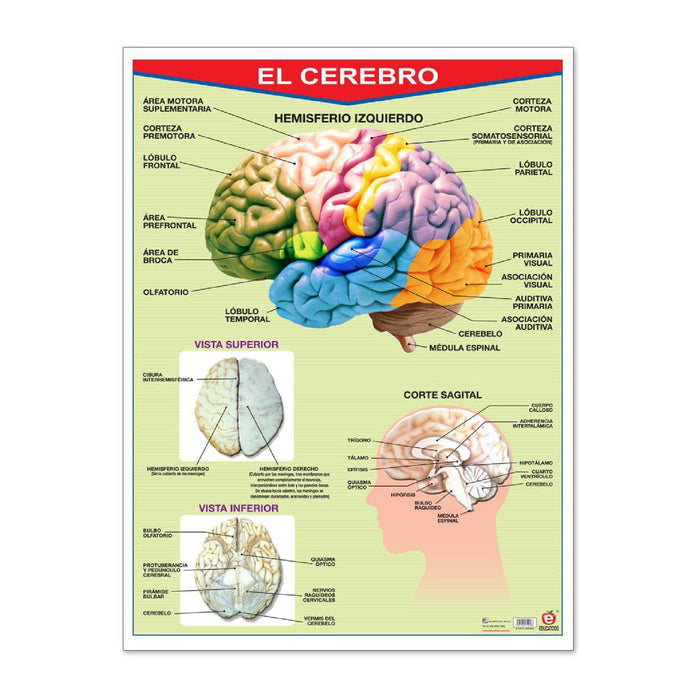 Póster El Cerebro