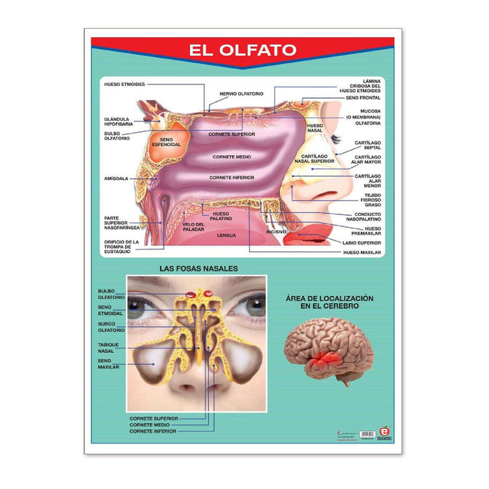 Póster El Olfato