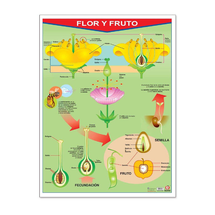 Póster Flor Y Fruto / Frutas