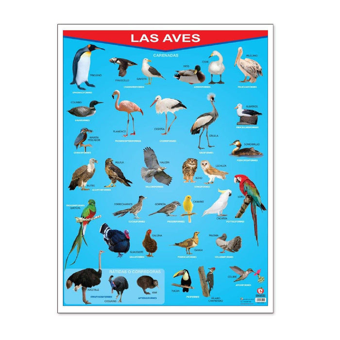 Póster Las Aves