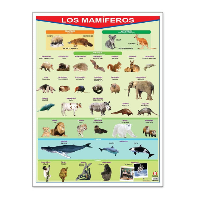 Póster Los Mamíferos