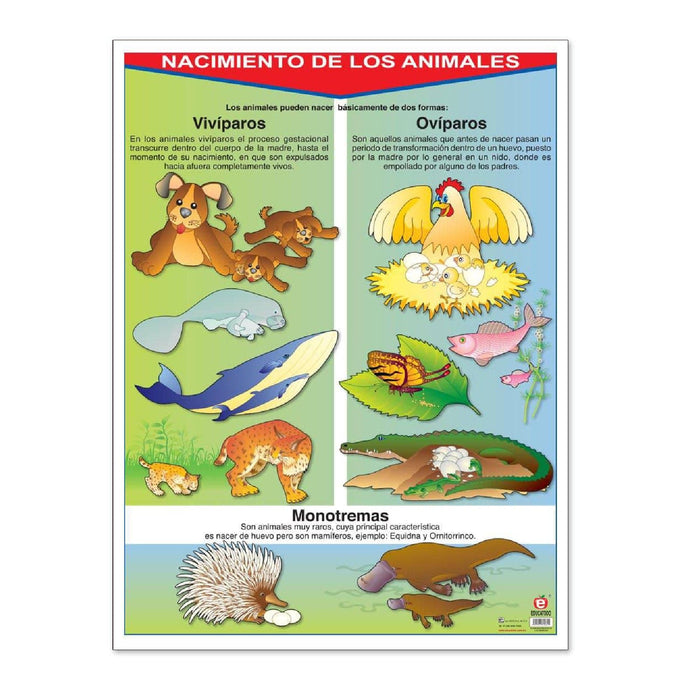 Póster Nacimiento de los Animales