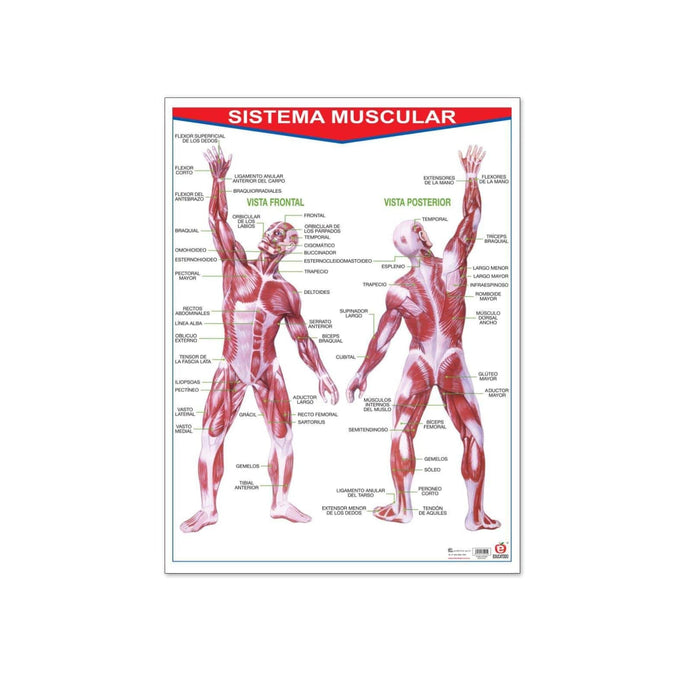 Póster Sistema Muscular