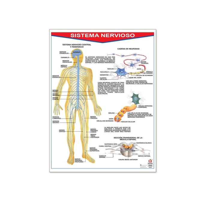 Póster Sistema Nervioso