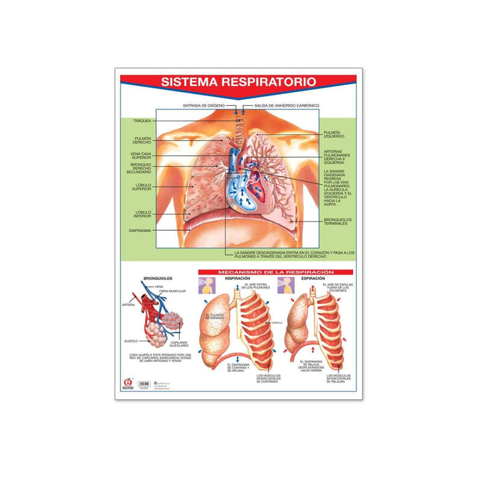 Póster Sistema Respiratorio