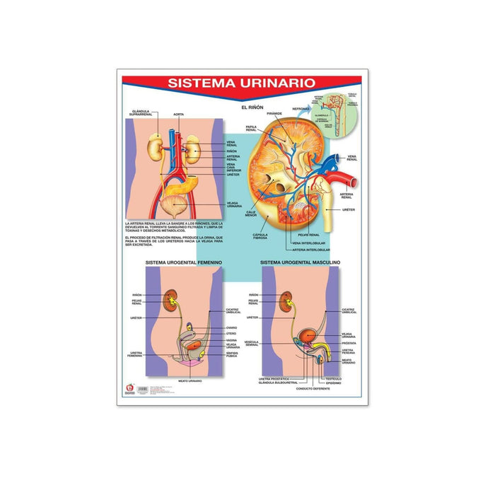 Póster Sistema Urinario