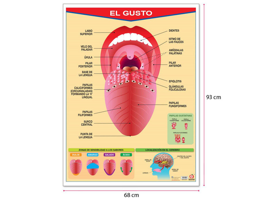 Póster El Gusto - Educatodo material didáctico y juegos educativos - Educatodo