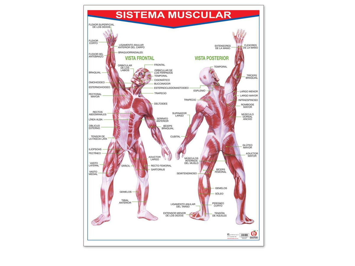 diagrama muscular para niños